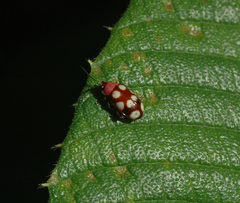 Omophoita simulans