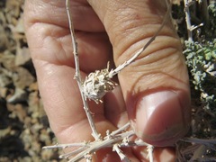 Procecidochares kristineae