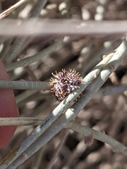 Rhopalomyia utahensis