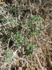 Procecidochares kristineae