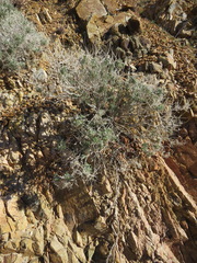 Procecidochares kristineae
