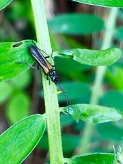 Oedemera pthysica