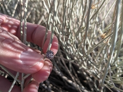 Rhopalomyia utahensis