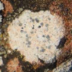 Lecanora pruinosa