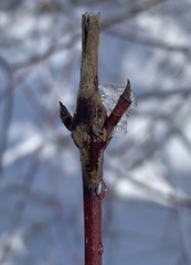Neolasioptera cornicola