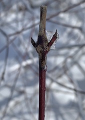 Neolasioptera cornicola