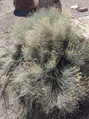 Rhopalomyia utahensis