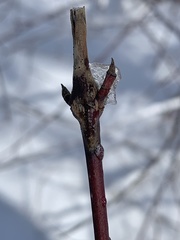 Neolasioptera cornicola