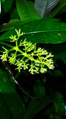 Palicourea violacea