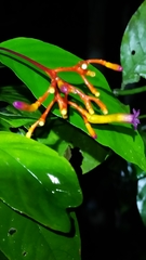 Palicourea longiflora