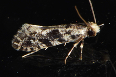 Nemapogon granella