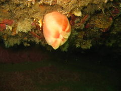 Halocynthia pyriformis