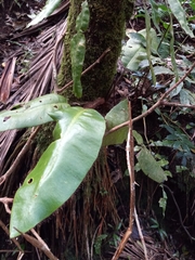 Elaphoglossum crinitum