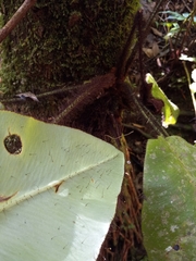 Elaphoglossum crinitum