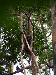 Hylobates albibarbis