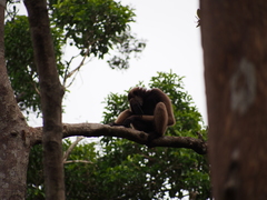 Hylobates albibarbis