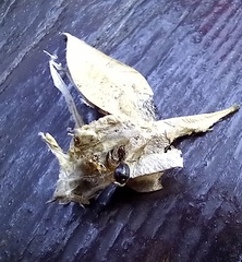 Cydalima perspectalis