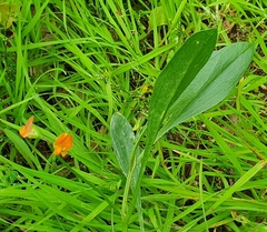Scorpiurus muricatus