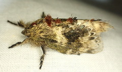 Euglyphis submarginalis