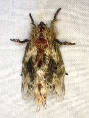 Euglyphis submarginalis