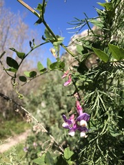 Lathyrus jepsonii californicus