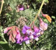 Lathyrus jepsonii californicus
