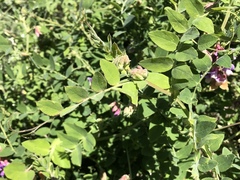 Lathyrus jepsonii californicus