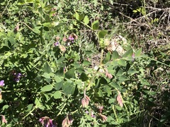 Lathyrus jepsonii californicus