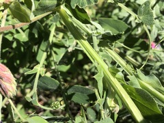 Lathyrus jepsonii californicus