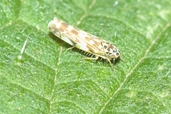 Eupteryx urticae