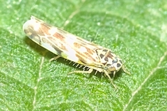 Eupteryx urticae