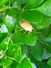 Agapophyta bipunctata