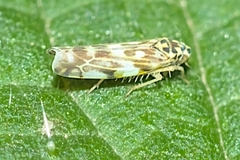 Eupteryx urticae