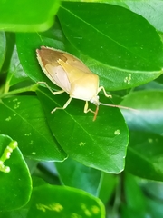 Agapophyta bipunctata