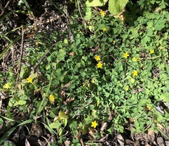 Oxalis pilosa