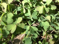 Oxalis pilosa