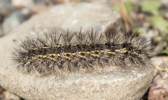 Spilosoma dubia