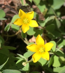 Oxalis pilosa