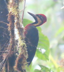 Campephilus haematogaster