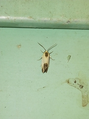 Acontia thapsina