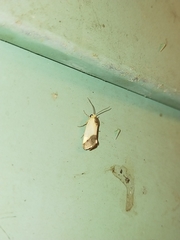 Acontia thapsina
