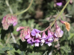 Lathyrus jepsonii californicus