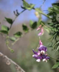 Lathyrus jepsonii californicus