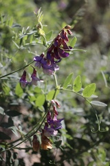 Lathyrus jepsonii californicus