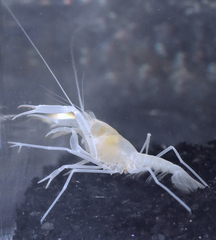 Troglocambarus maclanei