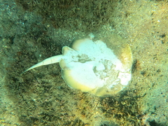 Urobatis concentricus