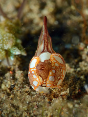 Siphopteron nakakatuwa