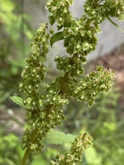 Rumex obtusifolius obtusifolius