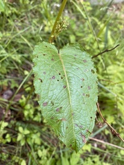 Rumex obtusifolius obtusifolius