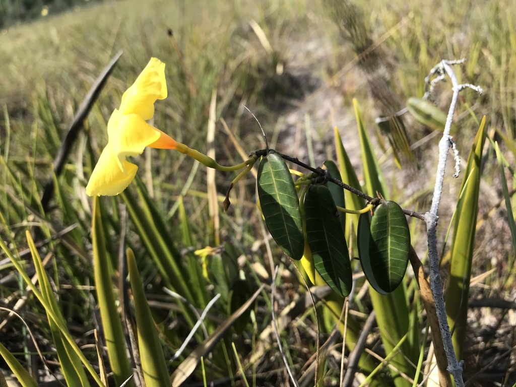 Odontadenia glauca